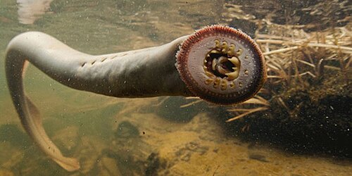 Pacific lamprey